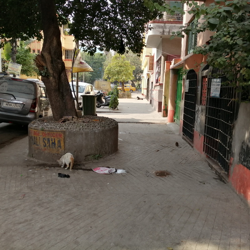 Stray animals and wide footpath
