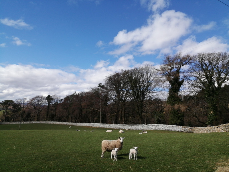 Sheep and lambs near Hawes