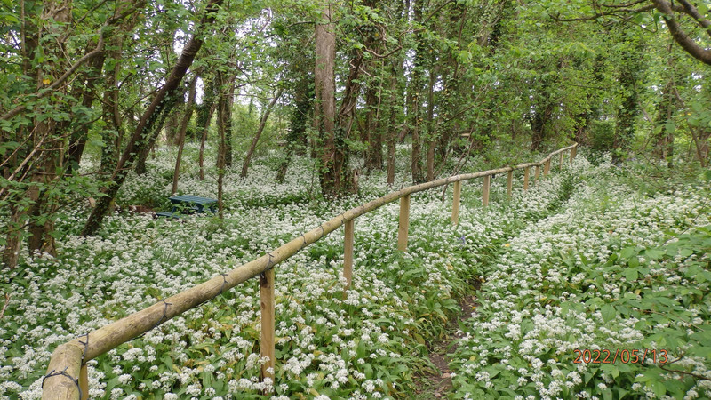 Wild garlic flowers