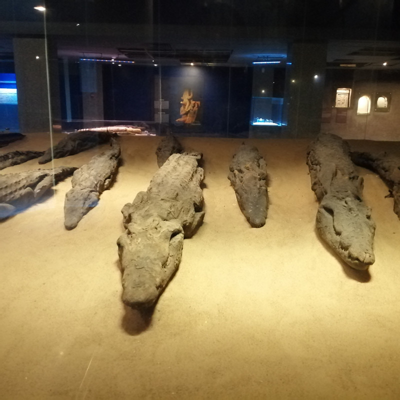 Crocodile mummies