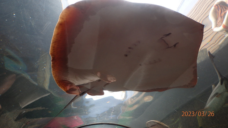 Grinning sting ray