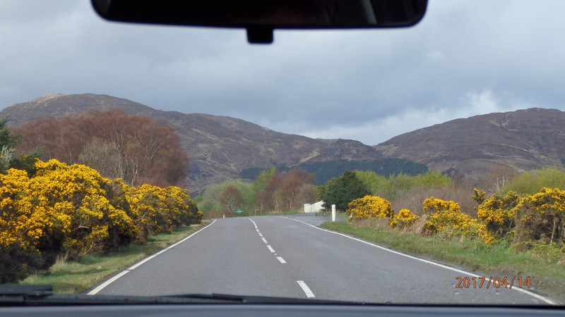 Yellow flowers by the road calling out 'Spring'