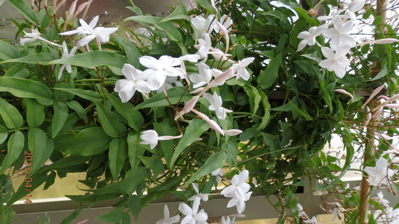 Sweet smelling jasmine in so north!