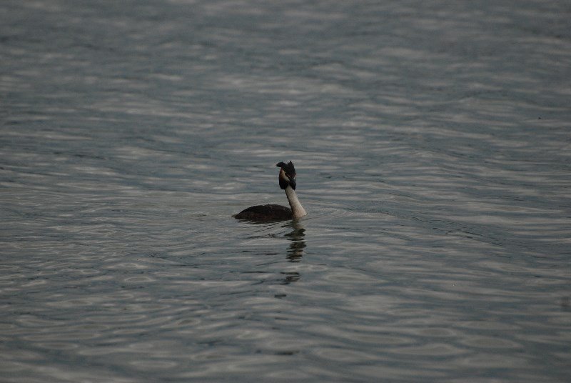 A Great Crested Grebe on Lago Trasimeno