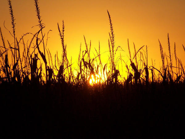 Sunset in Corn