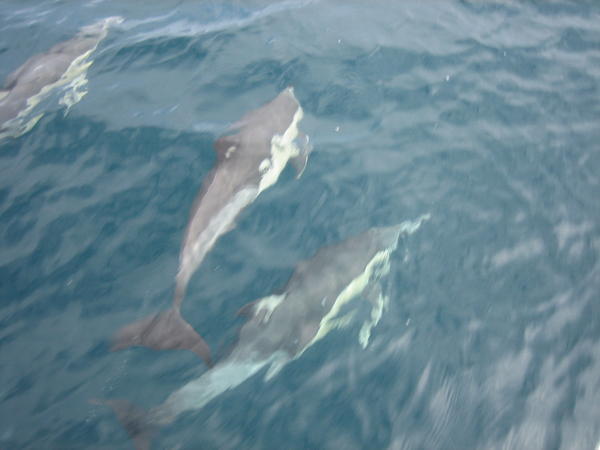 Dolphins