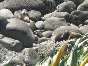 Seals at Cape Foulwind