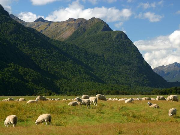 Sheep and Mountains