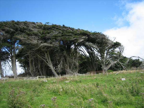 Wind swept trees