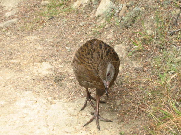 The not-so elusive Weka