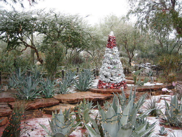 Christmas Cactus Garden