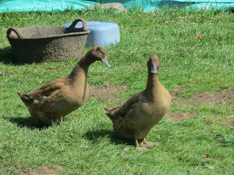 Two female ducks