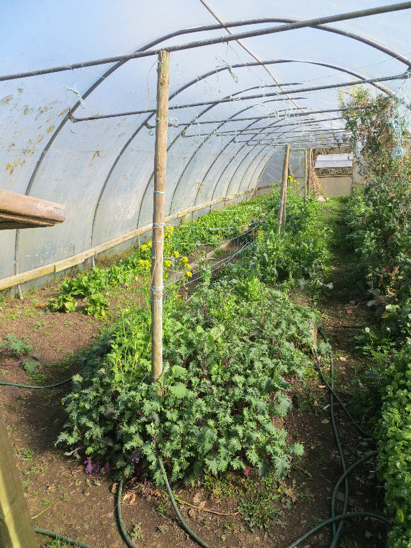 Another polytunnel