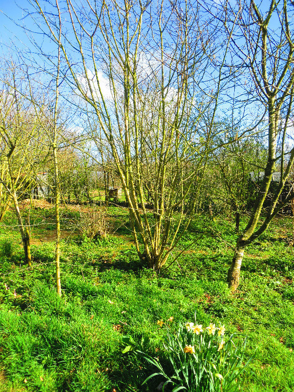 Part of the woodland