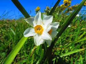 Cultivated daffodil