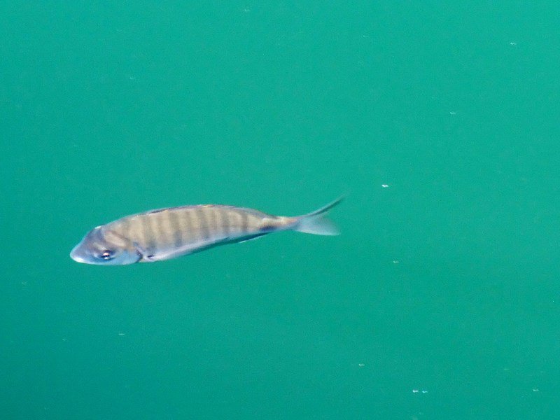 cacscais fish