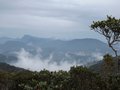 View from top of Mossy Forest