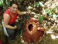 The beautiful Rafflesia flower