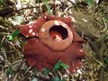 Rafflesia Flower....can I get a wow........