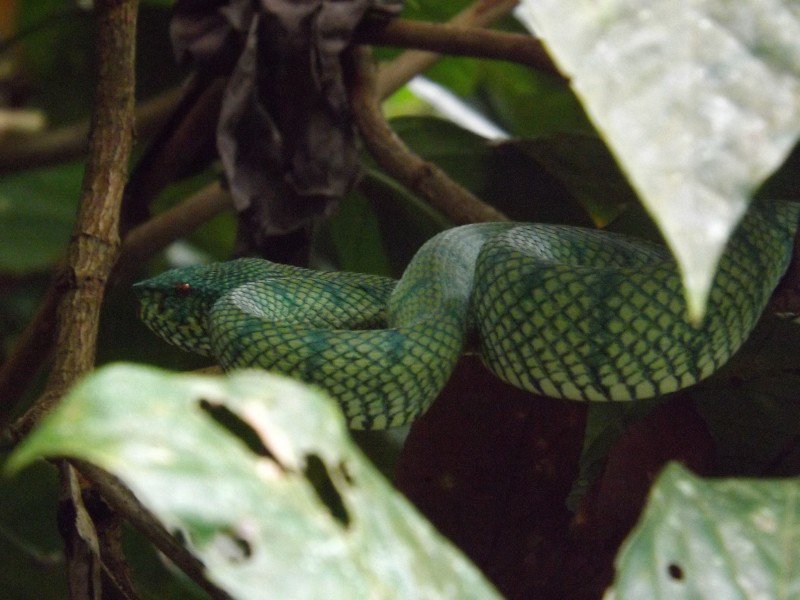 ssssssssssnake - at least it wasnt on my face this time....