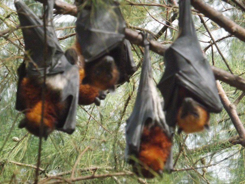 Kevin my fruit bat hanging with his homies