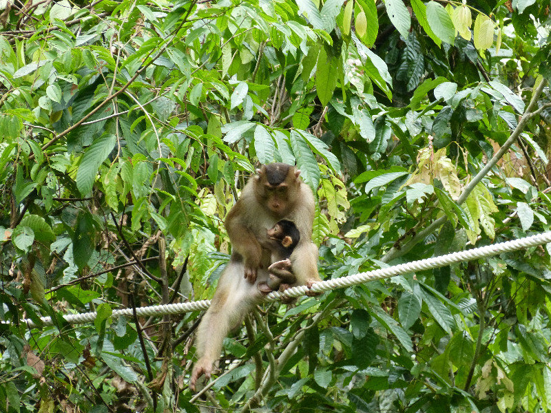 Long tailed macaques