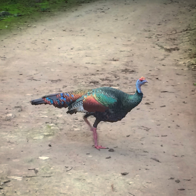 A very colourful turkey strutting around Tikal