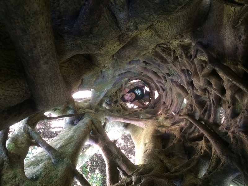 Inside of the climbing tree 