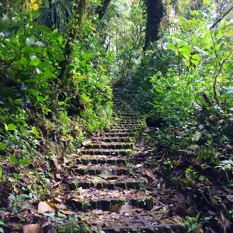 The path through Monteverde 