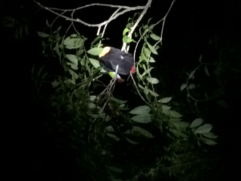 Sleeping toucanet 