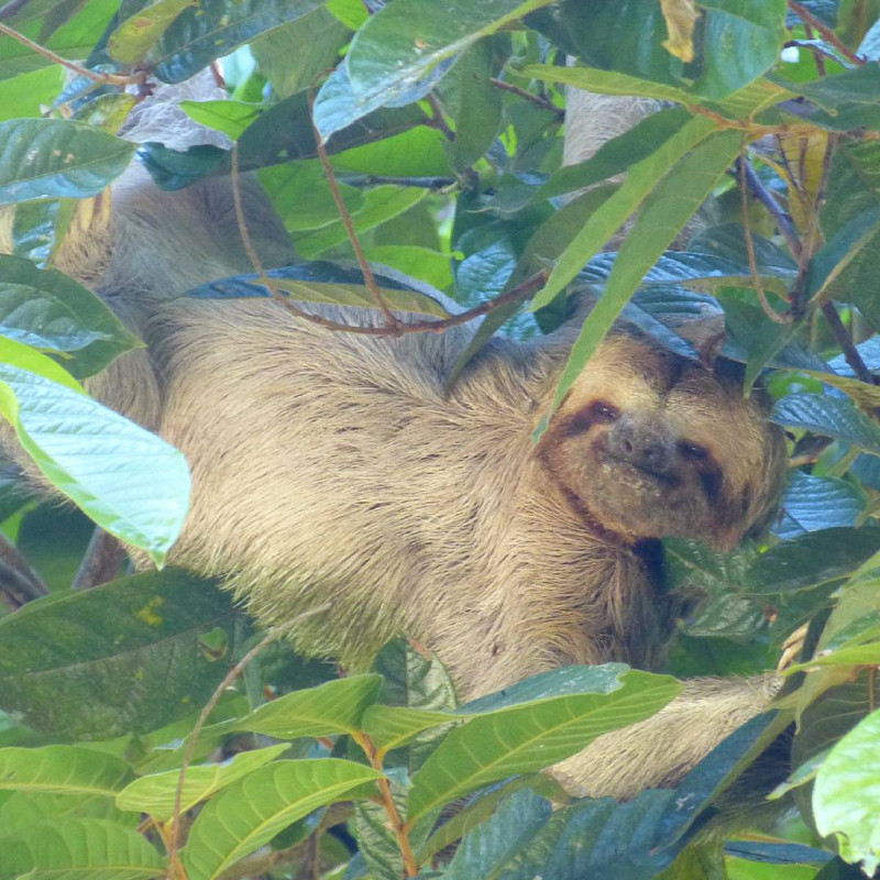 Very photogenic sloth