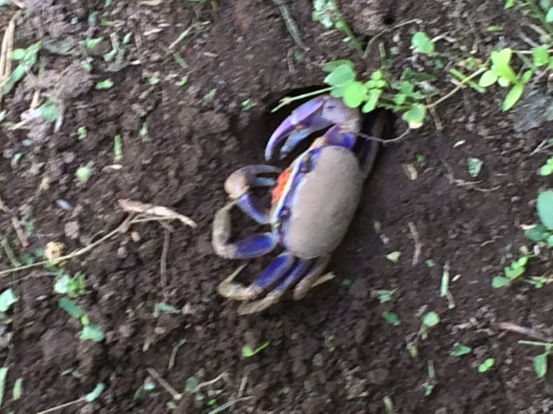 Beautiful crab in Tortugero 