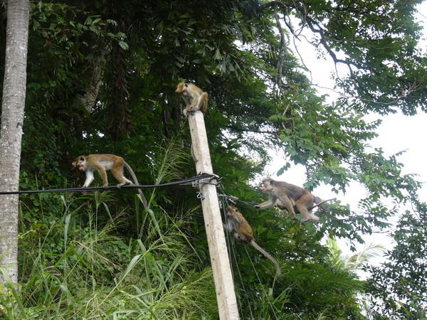 monkeys in kandy