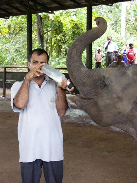 milk for elephant