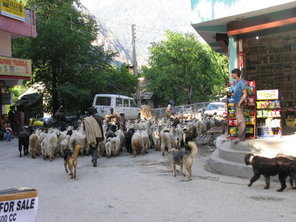 Goats in Kasol