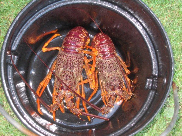 Crayfish - a tasty supper