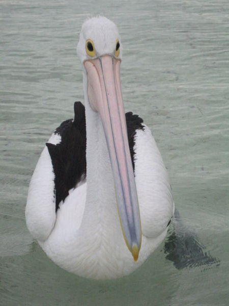 Pelican at Rottnest Island