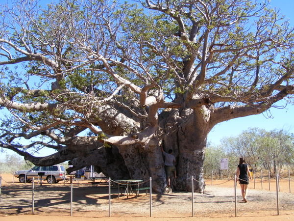 The mighty Boab tree