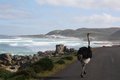 An ostrich and the Atlantic Ocean