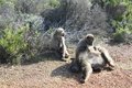 A family of baboons doing their ablutions