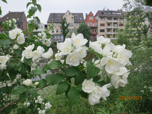 Roses by the Lahn