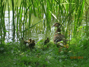 Ducklings - not ugly!