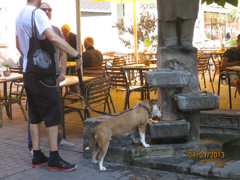Just the right height for a doggie drink!
