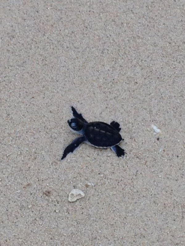 Baby turtle making a break for the sea