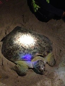 Green turtle laying her eggs 