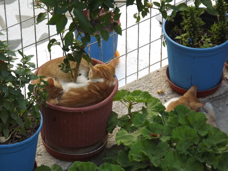 Kittens in a flowerpot, Milos Rooms