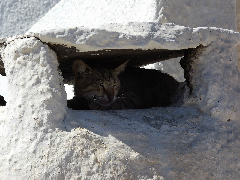Cat in a chimney, Akrotiri, Santorini