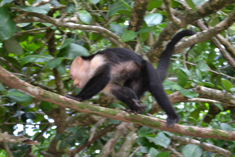 Monkey in Manuel Antonio Park