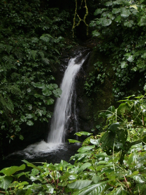 Waterfall in Monteverde Park