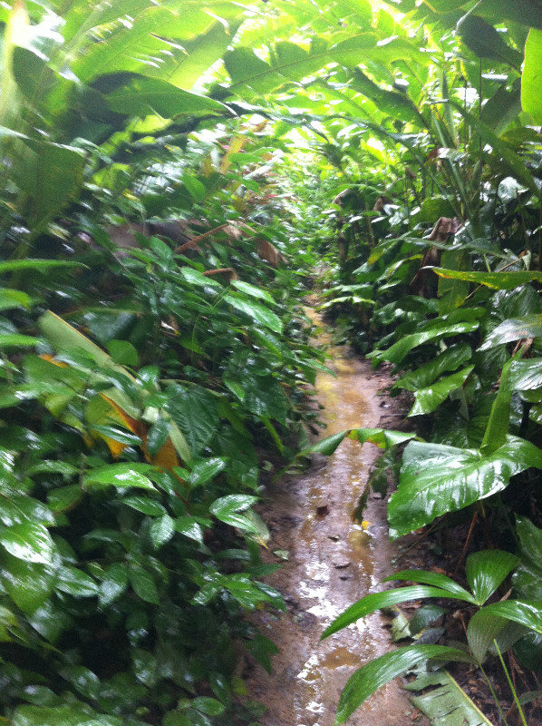 The Path in the Jungle Near Puerto Viejo